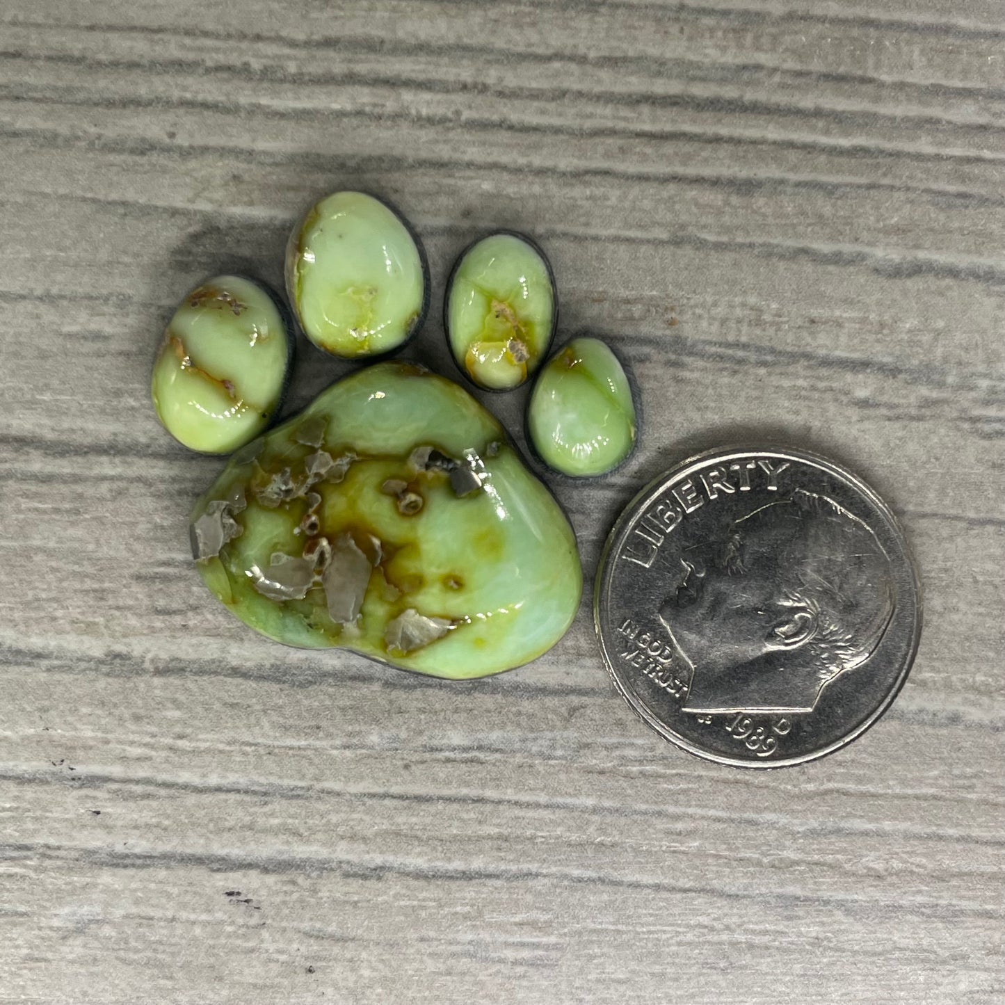 Palomino Paw