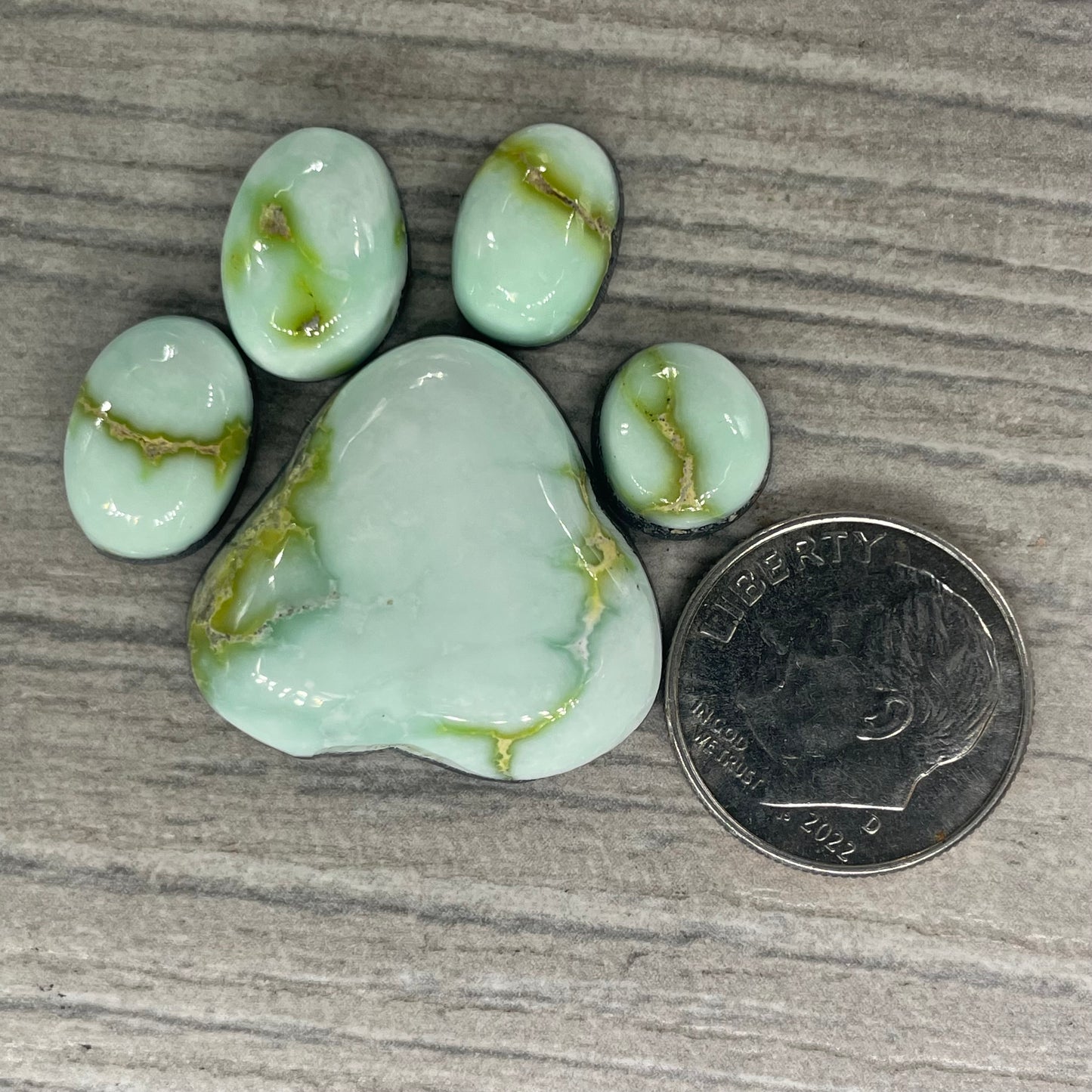 Palomino Paw