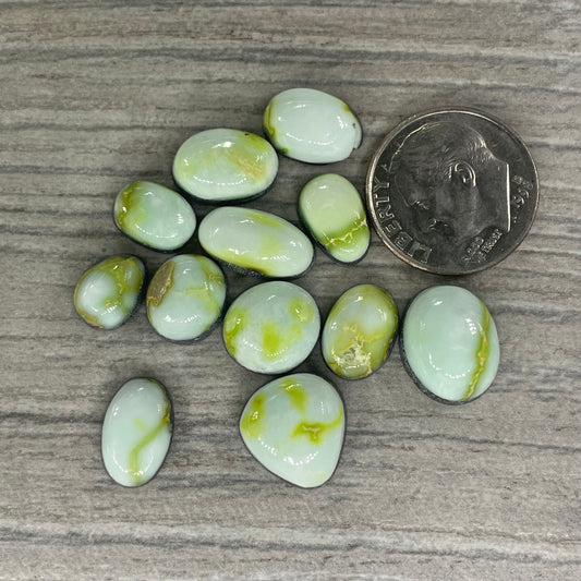 Palomino Minis