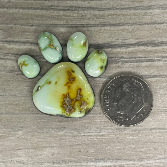 Palomino Paw