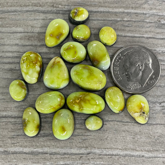 Palomino Minis