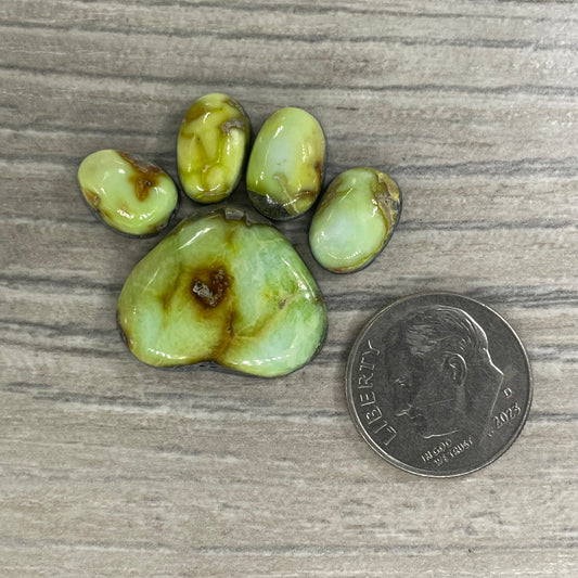 Palomino Paw