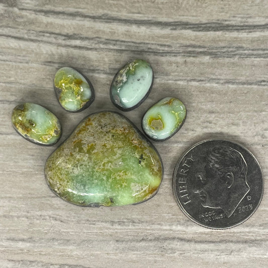 Palomino Paw
