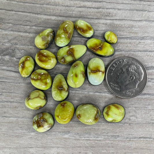 Palomino Minis