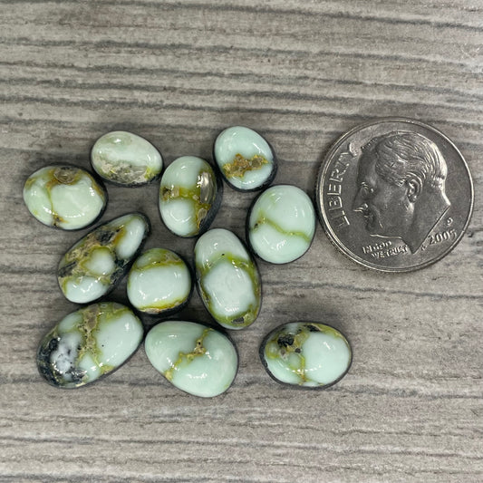 Palomino Minis