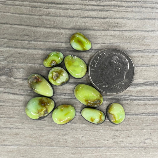 Palomino Minis