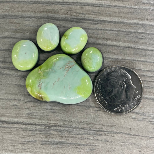 Palomino Paw