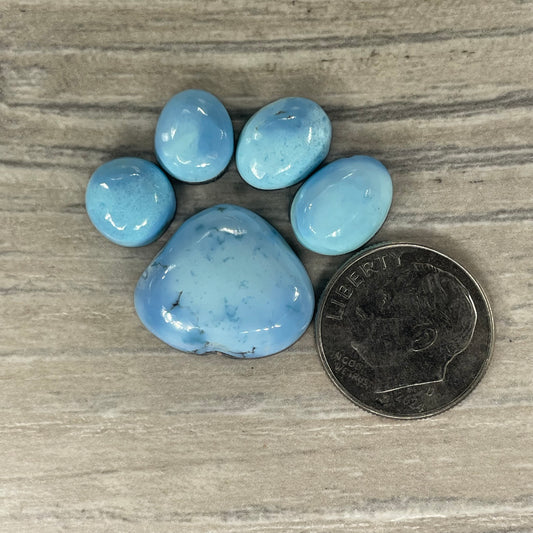 Golden Hill Paw