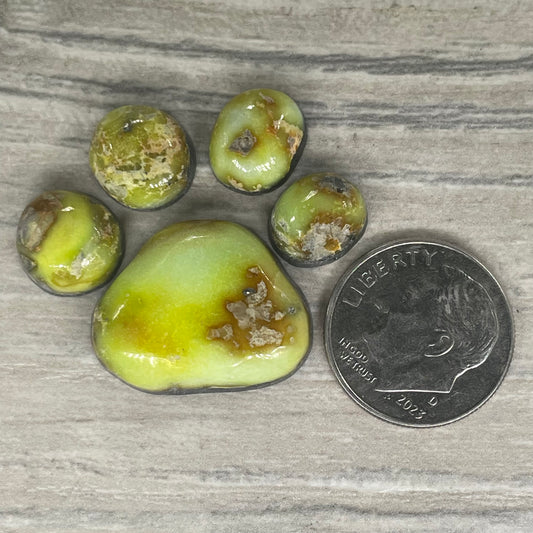 Palomino Paw