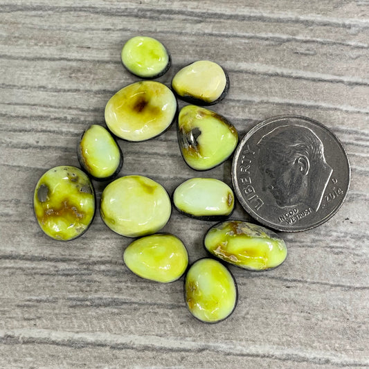 Palomino Minis