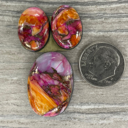 Starburst Spiny Oyster