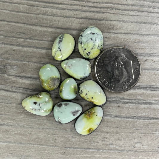 Palomino Minis