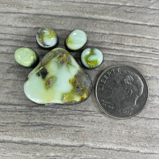 Palomino Paw