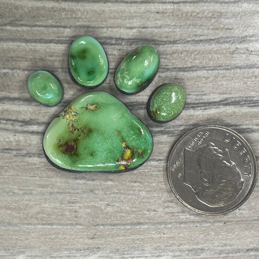 Sierra Bella Paw