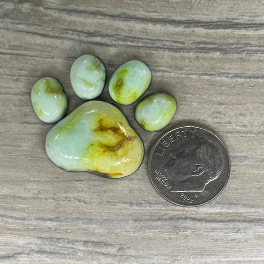Palomino Paw