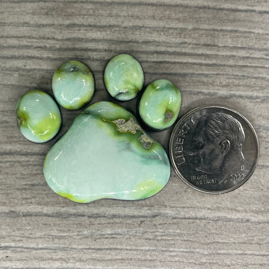 Palomino Paw
