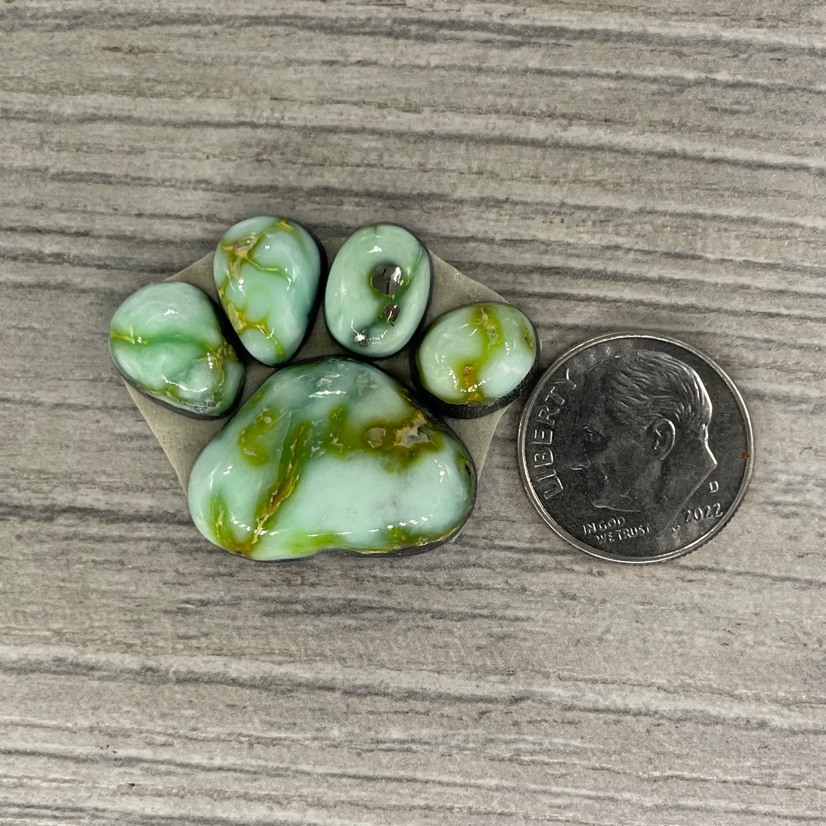 Palomino Paw