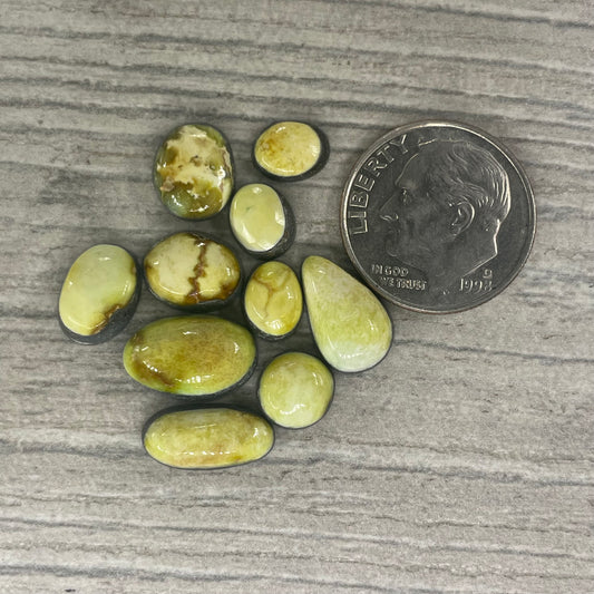 Palomino Minis