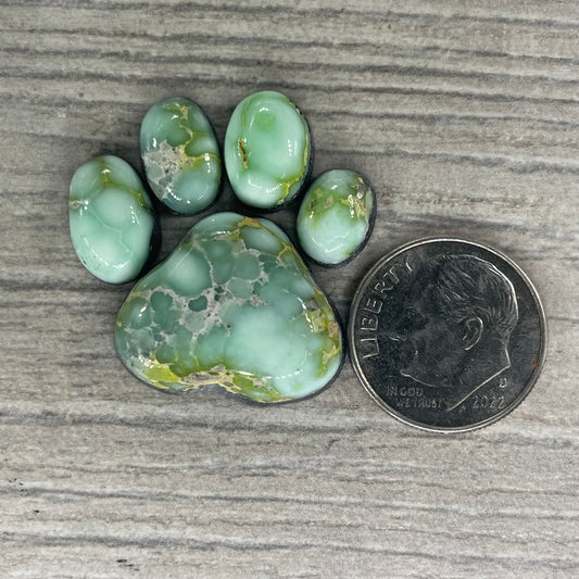 Palomino Paw