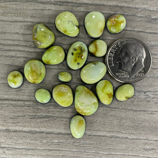 Palomino Minis