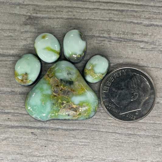 Palomino Paw
