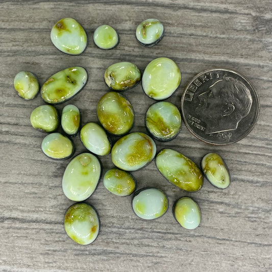 Palomino Minis