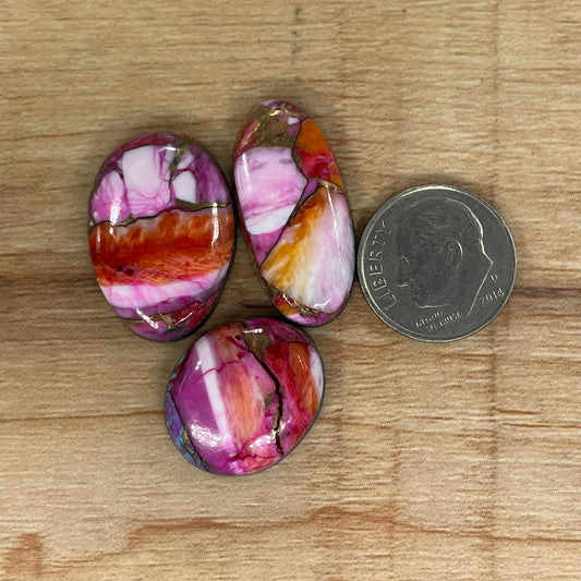 Starburst Spiny Oyster
