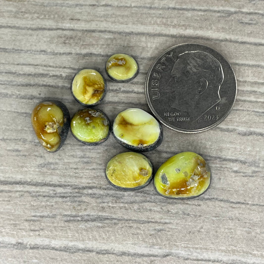 Palomino Minis