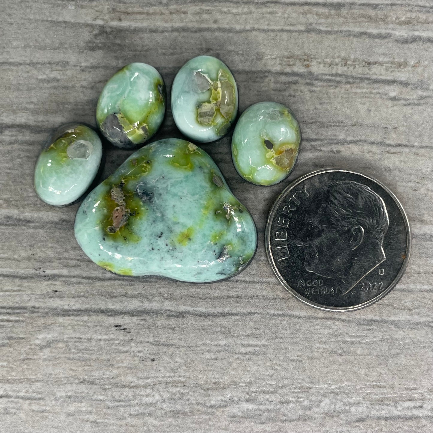 Palomino Paw