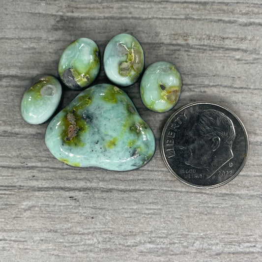 Palomino Paw