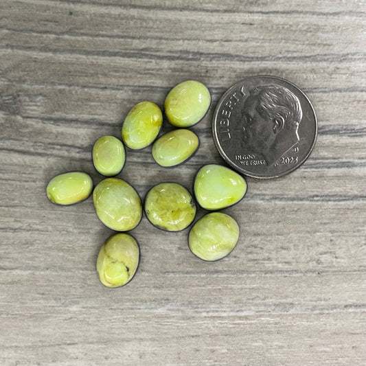 Palomino Minis