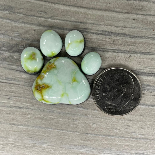Palomino Paw