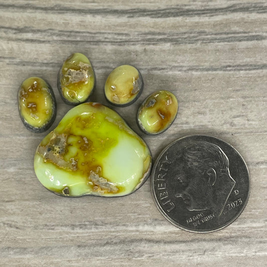 Palomino Paw