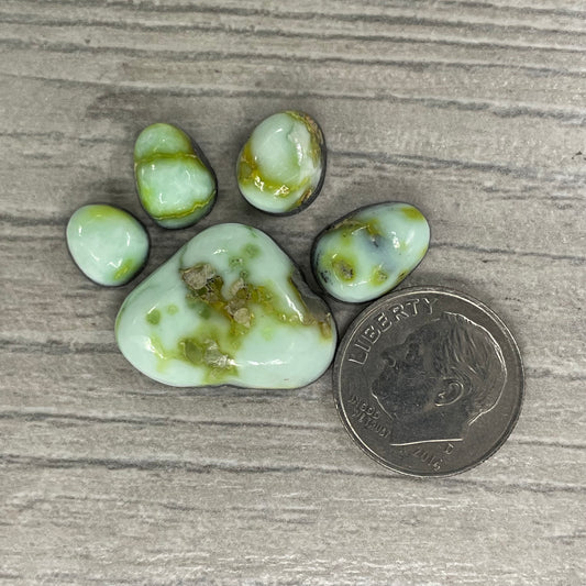Palomino Paw Set