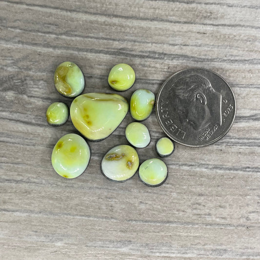 Palomino Minis