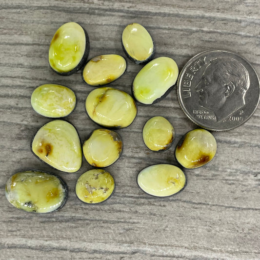 Palomino Minis