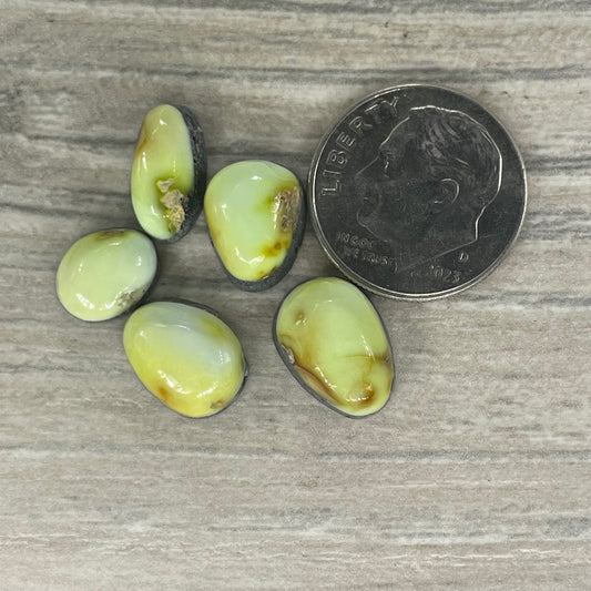 Palomino Minis