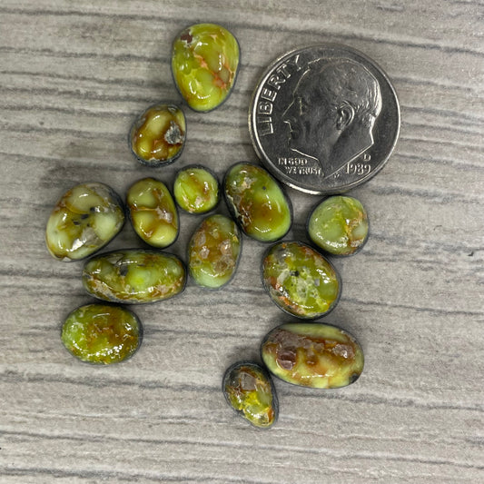 Palomino Minis