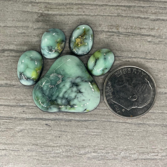 Palomino Paw