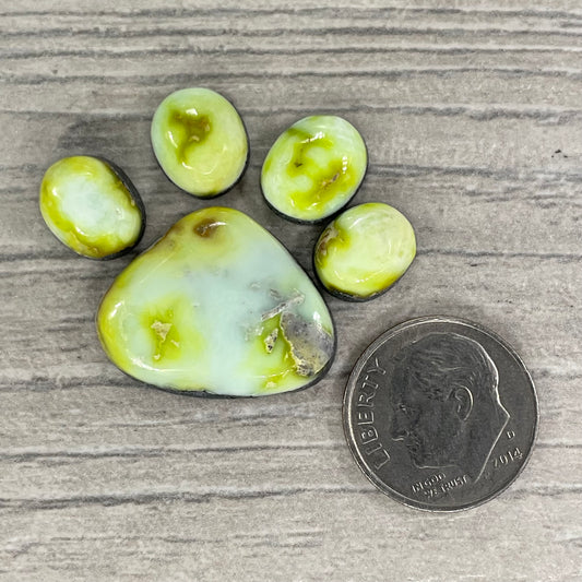 Palomino Paw Set