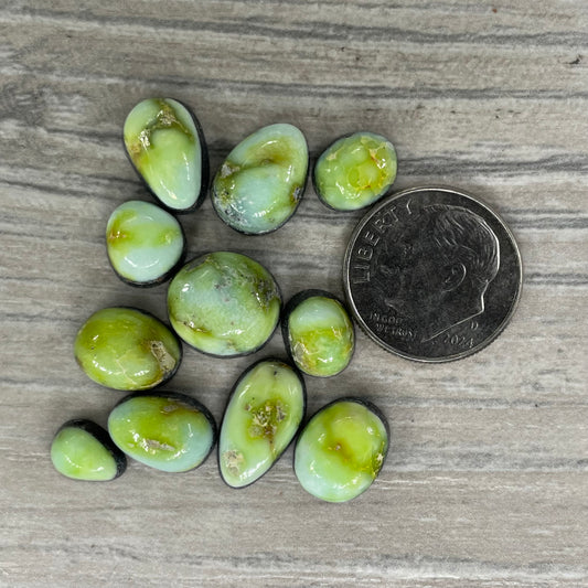 Palomino Minis