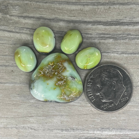 Palomino Paw