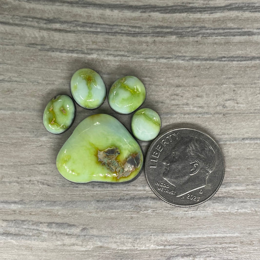 Palomino Paw