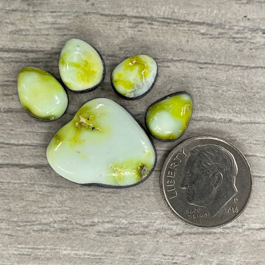 Palomino Paw Set