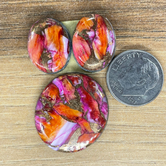 Starburst Spiny Oyster