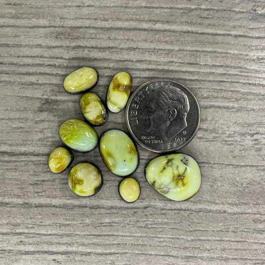 Palomino Minis