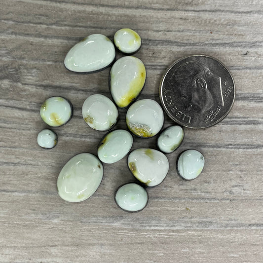 Palomino Minis
