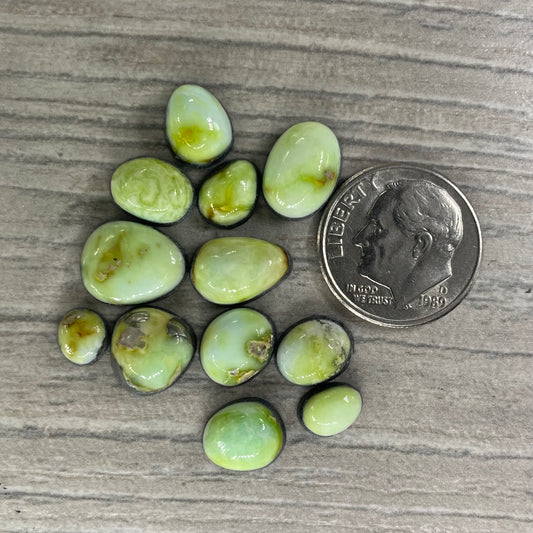 Palomino Minis