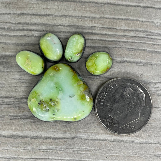 Palomino Paw