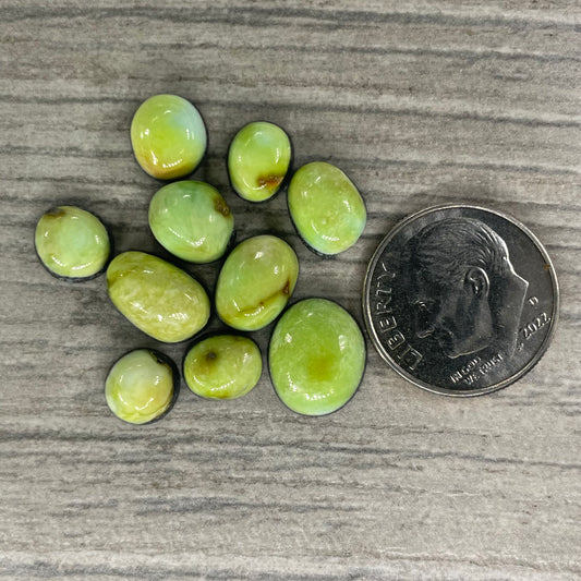 Palomino Minis
